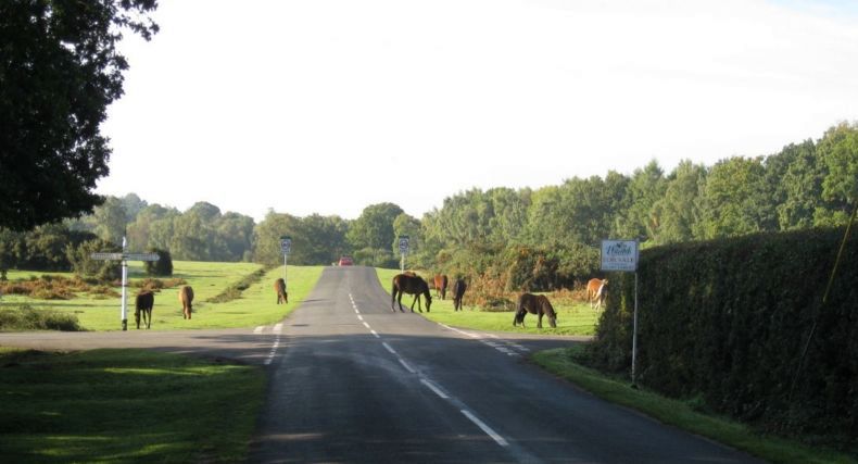New Forest