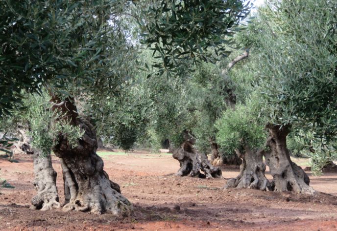 Olive Trees