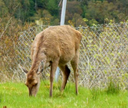 Deer
