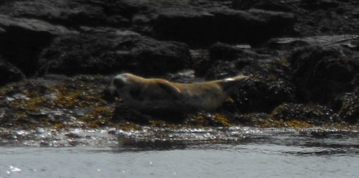 Seal