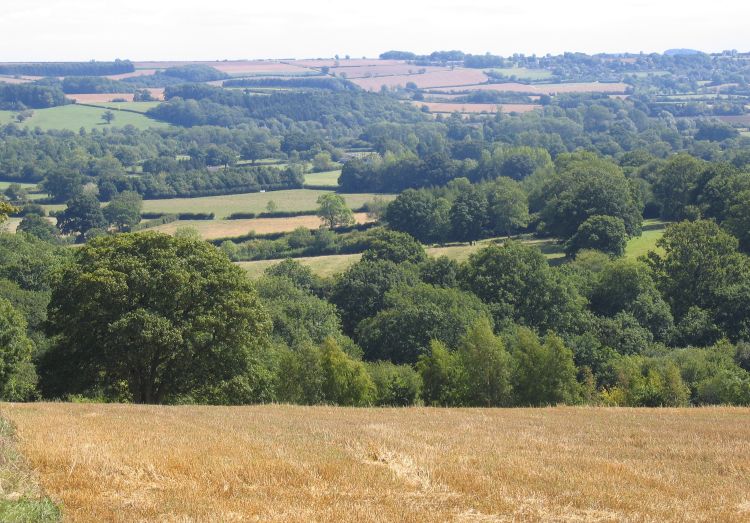 Cotswolds
